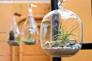 hanging terrariums at Rawlings Conservatory in Baltimore, Maryland