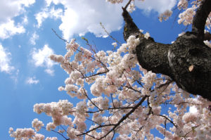 Washington D.C. Cherry Blossoms