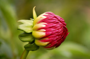 budding dahlia flower, Taken @ The Dahlia Garden of the National Capital Dahlia Society, Agricultural History Farm Park in Derwood, Maryland.
