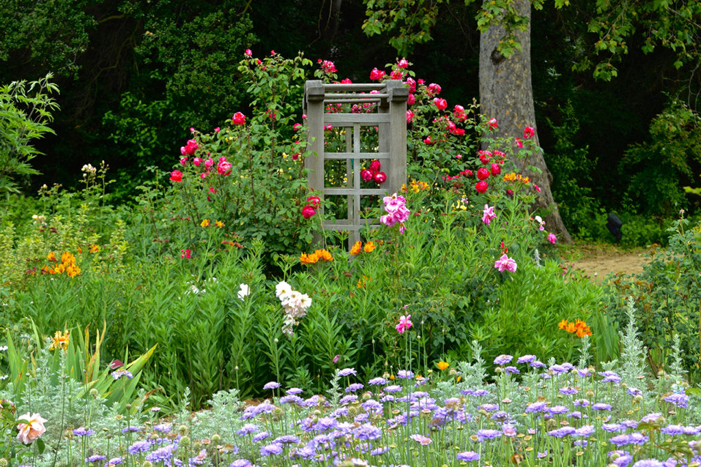 flowers against trellis at Descanso Gardens in La Cañada Flintridge, California