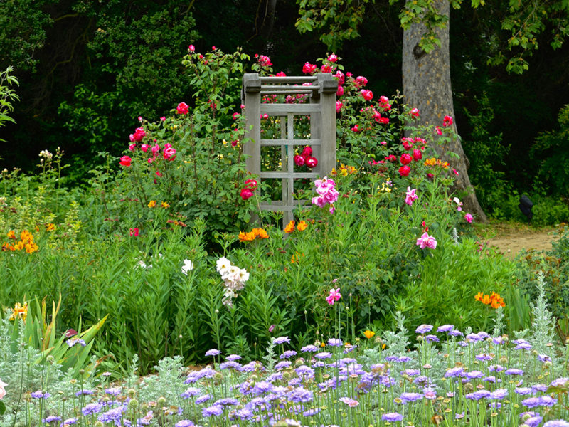 flowers against trellis at Descanso Gardens in La Cañada Flintridge, California