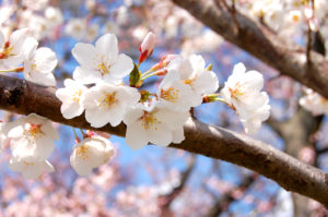 Washington D.C. Cherry Blossoms