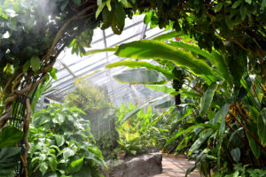 tropical room at Rawlings Conservatory in Baltimore, Maryland