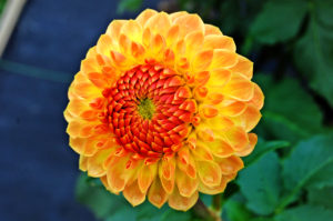 yellow orange dahlia flower, Taken @ The Dahlia Garden of the National Capital Dahlia Society, Agricultural History Farm Park in Derwood, Maryland.