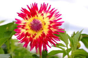 red yellow dahlia flower, Taken @ The Dahlia Garden of the National Capital Dahlia Society, Agricultural History Farm Park in Derwood, Maryland.