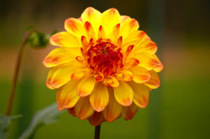 yellow orange dahlia flower, Taken @ The Dahlia Garden of the National Capital Dahlia Society, Agricultural History Farm Park in Derwood, Maryland.