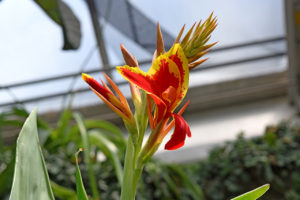 canna lily at Rawlings Conservatory in Baltimore, Maryland