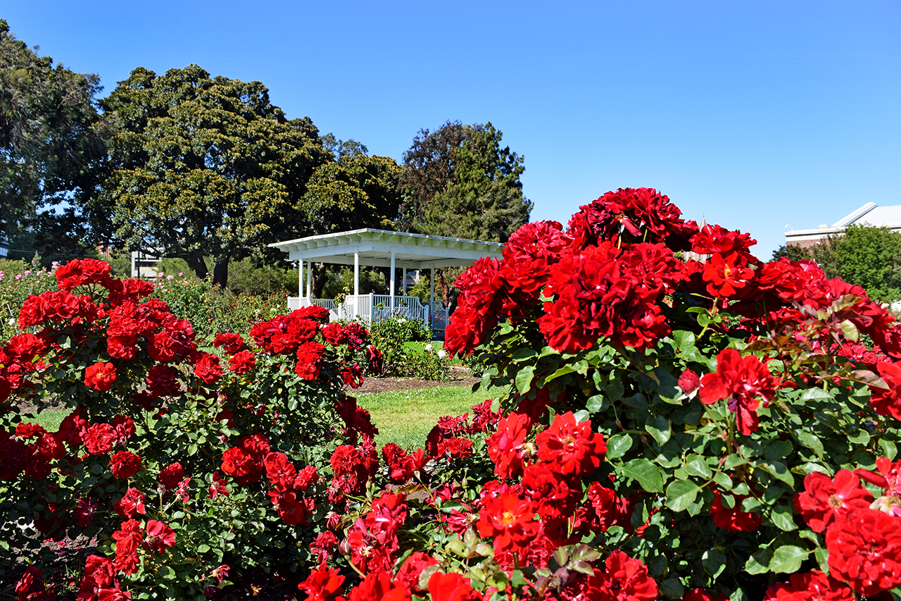 exposition rose garden