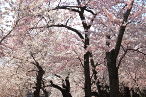 Washington D.C. Cherry Blossoms