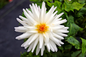 white dahlia flower, Taken @ The Dahlia Garden of the National Capital Dahlia Society, Agricultural History Farm Park in Derwood, Maryland.