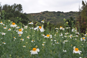 Matilija poppies at Descanso Gardens in La Cañada Flintridge, California