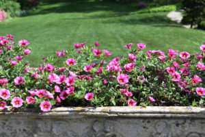 petunias in a stone container at Hillwood Estate, Museum, & Gardens in Washington, D.C.