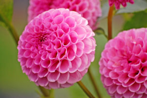 pink ball dahlia flowers, Taken @ The Dahlia Garden of the National Capital Dahlia Society, Agricultural History Farm Park in Derwood, Maryland.