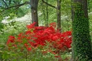 intense red azalea flowers, taken at The U.S. National Arboretum in Washington, D.C.