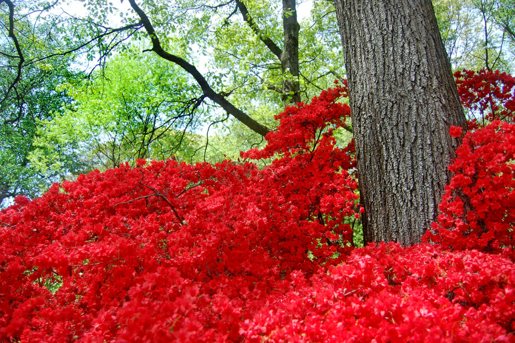 Azalea Gardens at the U.S. National Arboretum Review Grading Gardens
