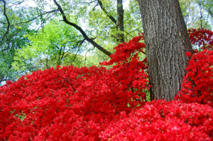 intense red azalea flowers, taken at The U.S. National Arboretum in Washington, D.C.