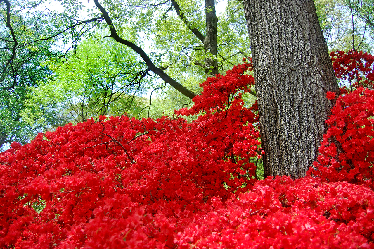 Azalea Gardens at the U.S. National Arboretum Review Grading Gardens