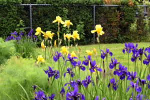irises in the outer gardens at Rawlings Conservatory in Baltimore, Maryland