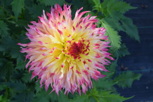 Large pink, white, and yellow cactus dahlia flower, Taken @ The Dahlia Garden of the National Capital Dahlia Society, Agricultural History Farm Park in Derwood, Maryland.