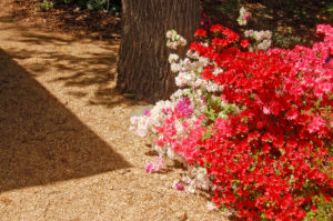 layers and shades of azalea flowers, taken at The U.S. National Arboretum in Washington, D.C.