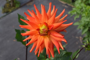Red-orange dahlia flower. Taken @ The Dahlia Garden of the National Capital Dahlia Society, Agricultural History Farm Park in Derwood, Maryland.