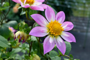 small purple dahlia flower. Taken @ The Dahlia Garden of the National Capital Dahlia Society, Agricultural History Farm Park in Derwood, Maryland.