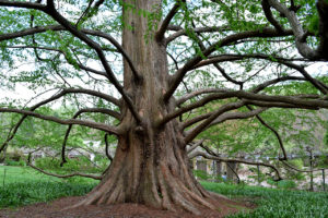 giant tree at Brookside Gardens in Silver Spring, Maryland