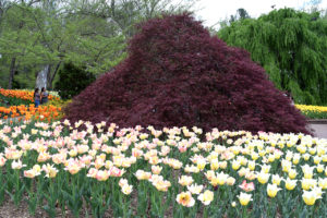 Japanese maple and tulip display at Brookside Gardens in Silver Spring, Maryland