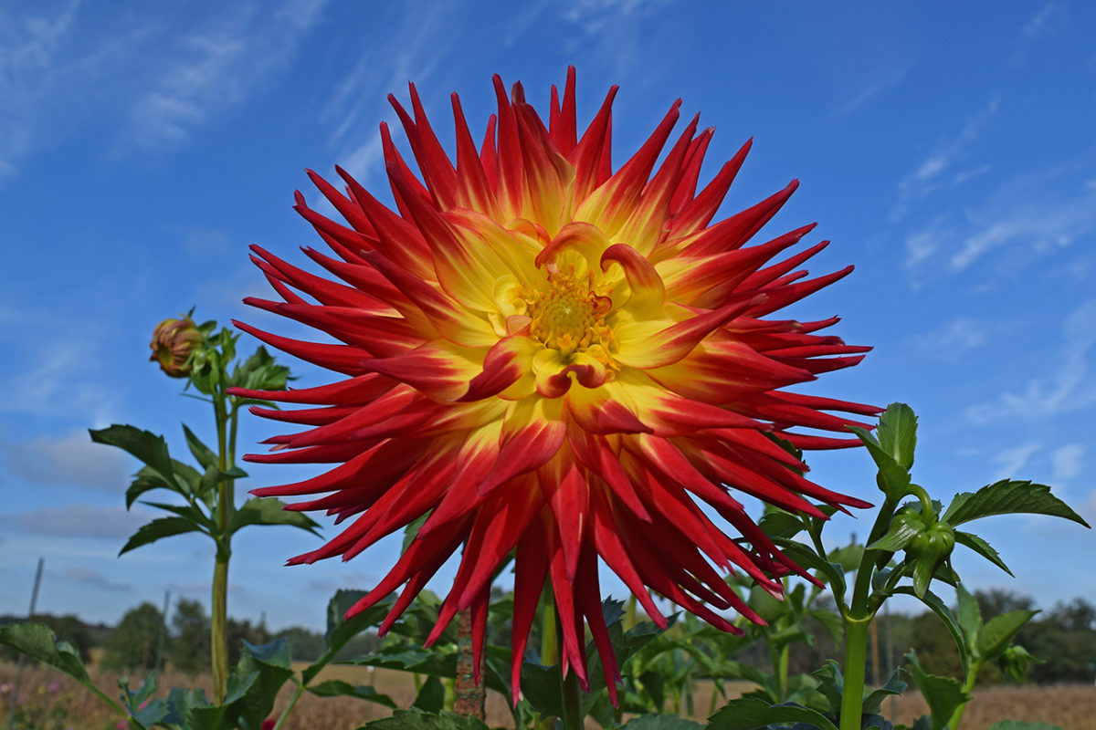 giant red and yellow dinnerplate dahlia flower. Taken @ The Dahlia Garden of the National Capital Dahlia Society, Agricultural History Farm Park in Derwood, Maryland.