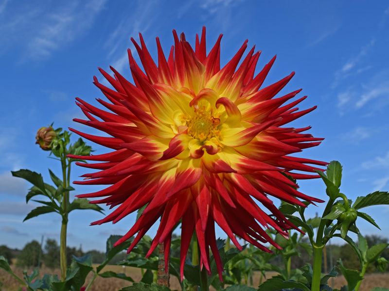 giant red and yellow dinnerplate dahlia flower. Taken @ The Dahlia Garden of the National Capital Dahlia Society, Agricultural History Farm Park in Derwood, Maryland.
