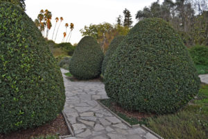 shaped hedges in the LA Arboretum & Botanic Garden in Arcadia, California.