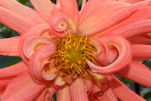 closeup peach dahlia flower, Taken @ The Dahlia Garden of the National Capital Dahlia Society, Agricultural History Farm Park in Derwood, Maryland.
