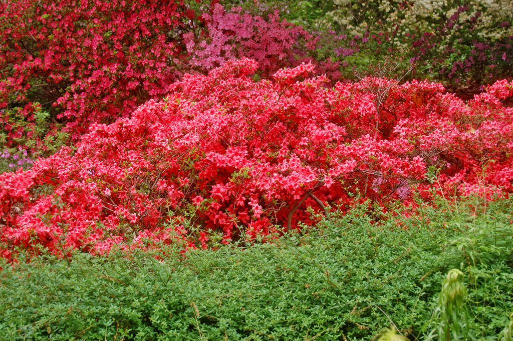 Azalea Gardens at the U.S. National Arboretum Review Grading Gardens