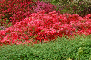 layers and shades of azalea flowers, taken at The U.S. National Arboretum in Washington, D.C.