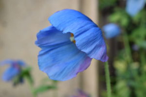 blue poppy flower, taken in Longwood Gardens in Kennett Square, Pennsylvania