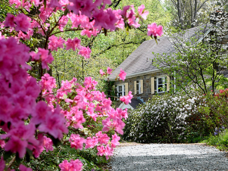 azaleas and stone manor house at McCrillis Gardens in Bethesda, Maryland