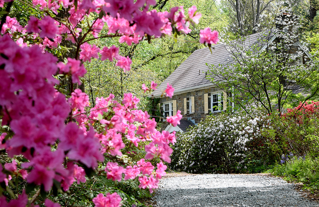 azaleas and stone manor house at McCrillis Gardens in Bethesda, Maryland