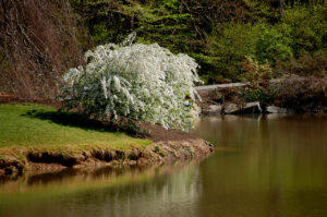 blooming tree by the lake at Brookside Gardens in Silver Spring, Maryland