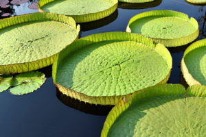 giant lily pads, taken in Longwood Gardens in Kennett Square, Pennsylvania