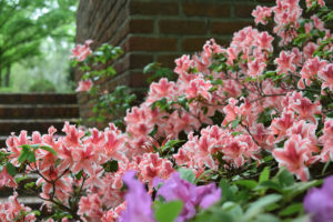 pink azalea flowers against brick wall, taken at The U.S. National Arboretum in Washington, D.C.