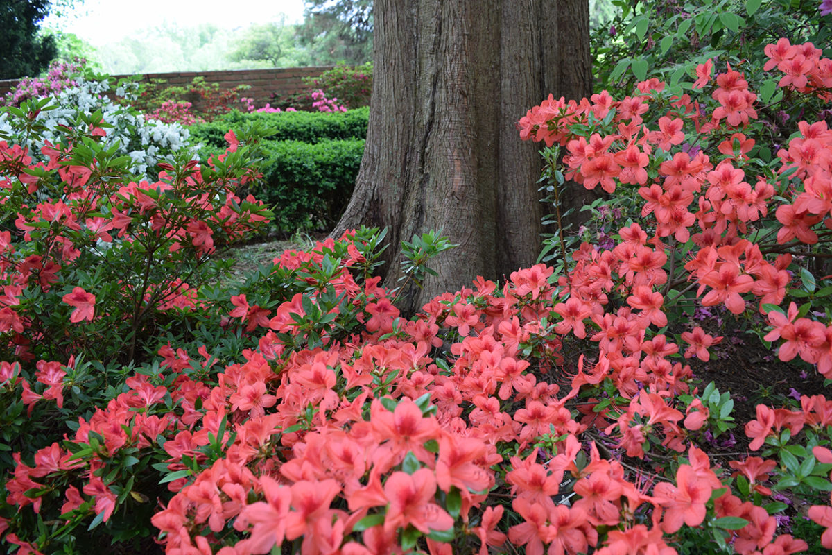 red azalea flowers, taken at The U.S. National Arboretum in Washington, D.C.