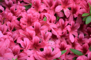 fuchsia azalea flowers, taken at The U.S. National Arboretum in Washington, D.C.