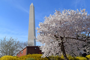 Washington D.C. Cherry Blossoms