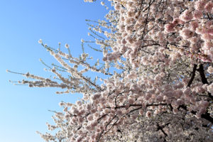 Washington D.C. Cherry Blossoms