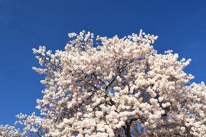 Washington D.C. Cherry Blossoms