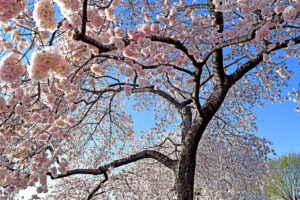 Washington D.C. Cherry Blossoms