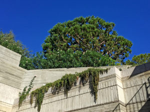 trees and vines over walls at The Getty Villa, located in Malibu, California