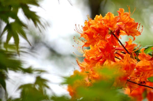 orange azalea flowers, taken at The U.S. National Arboretum in Washington, D.C.