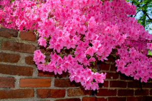 pink azalea flowers against brick wall, taken at The U.S. National Arboretum in Washington, D.C.