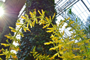 conservatory garden, taken in Longwood Gardens in Kennett Square, Pennsylvania